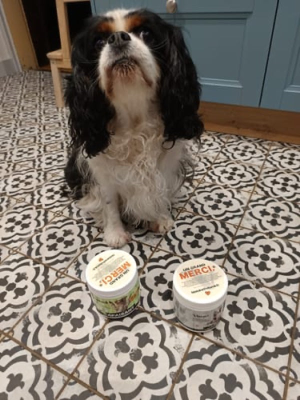 Le chien d'une cliente devant ses pots Immunité Vitamii