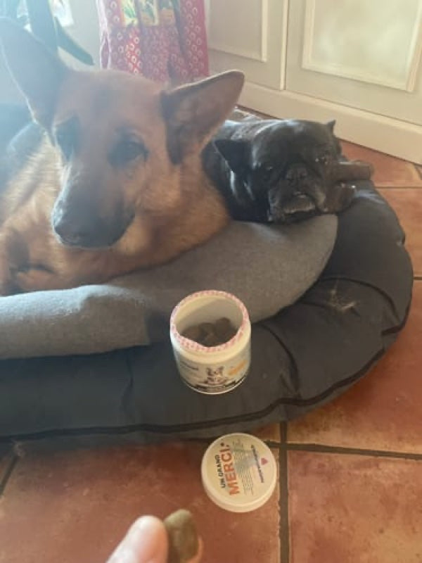 Le chien d'un client à côté du pot Immunité Vitamii