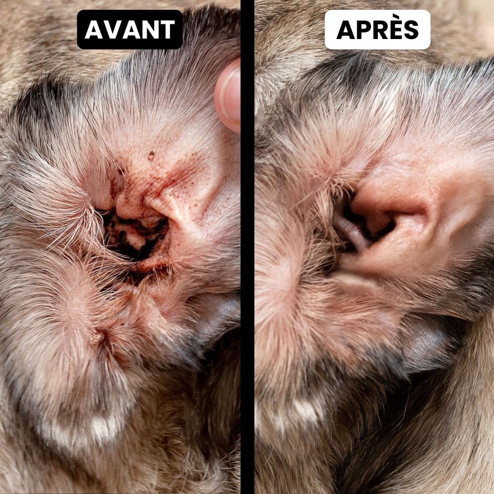 Oreille d'un chien AVANT / APRÈS la cure