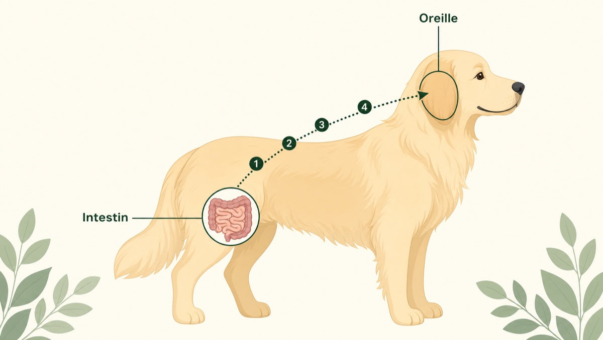 Schéma : l'axe intestin vers l'oreille chez le chien