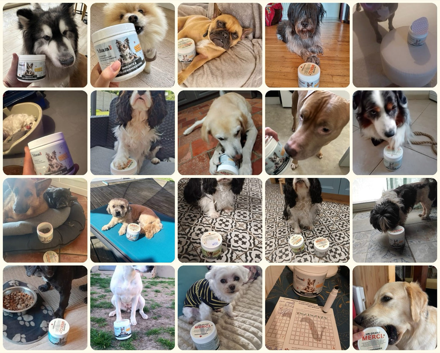 Mur de chiens de clients Vitamii soulagés