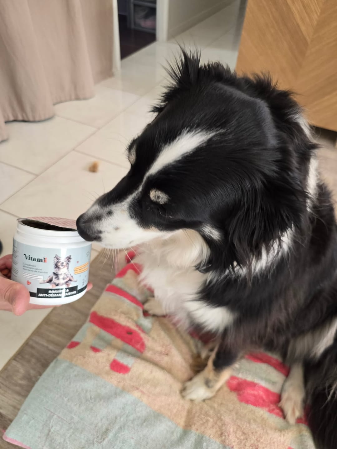 Perro descubriendo los premios Vitamii Inmunidad y Antipicores