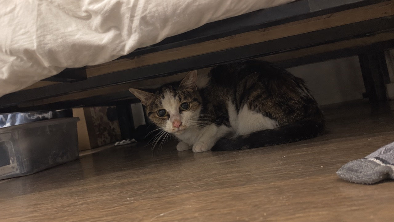 Scène reconstituée par IA : le chat de référence de Coline se cache sous un lit.